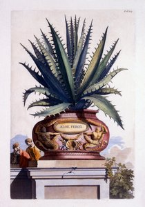 Aloe Ferox, kirjasta "Phytographia Curiosa", julkaistu 1702
